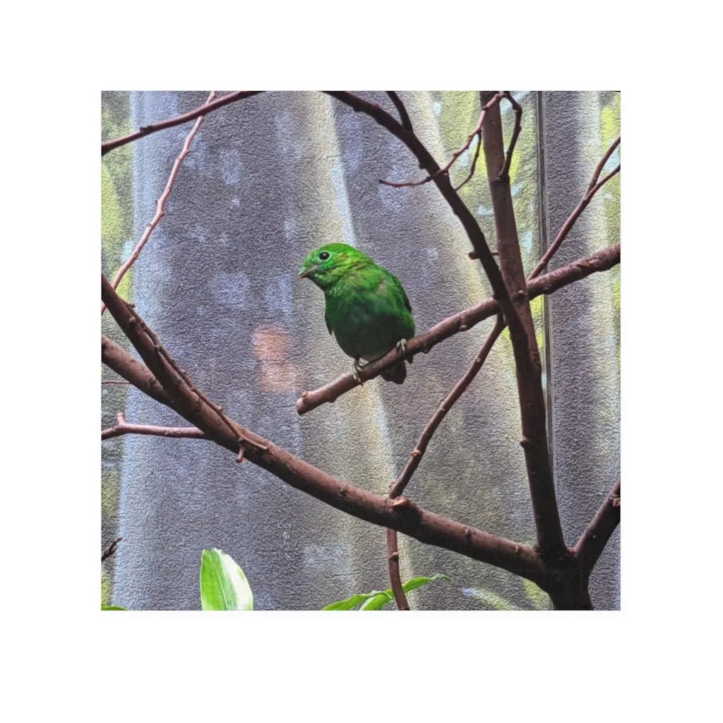 Green Bird Face Towel